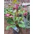 Helleborus orientalis - Hunyor 26/20