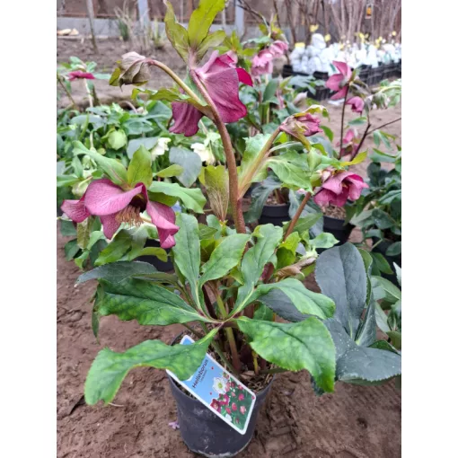 Helleborus orientalis - Hunyor 26/20