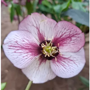 Helleborus orientalis - Hunyor 26/21