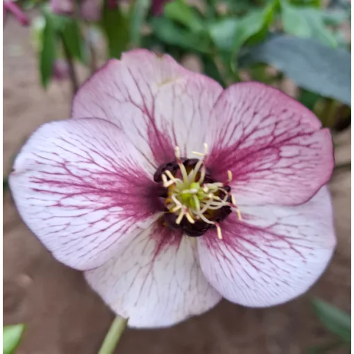 Helleborus orientalis - Hunyor 26/21