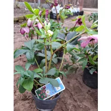 Helleborus orientalis - Hunyor 26/21
