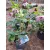 Helleborus orientalis - Hunyor 26/21