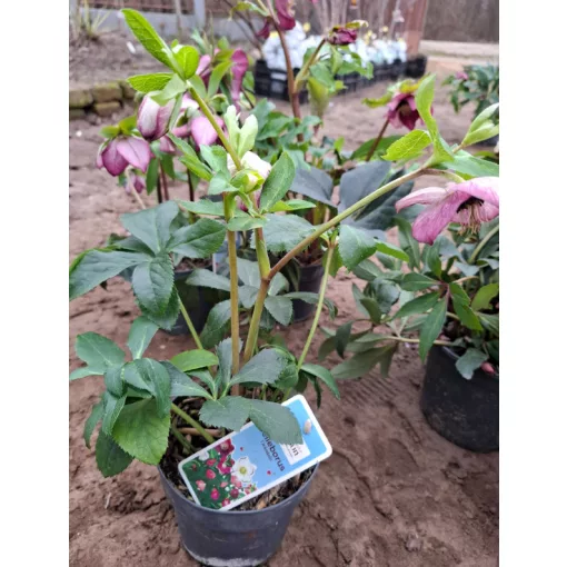 Helleborus orientalis - Hunyor 26/21