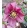 Helleborus orientalis - Hunyor 26/22