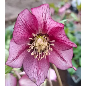 Helleborus orientalis - Hunyor 26/22