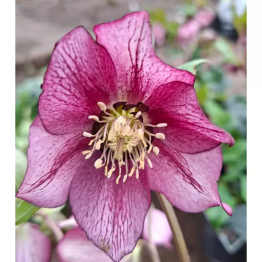 Helleborus orientalis - Hunyor 26/22