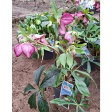 Helleborus orientalis - Hunyor 26/22
