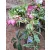 Helleborus orientalis - Hunyor 26/22