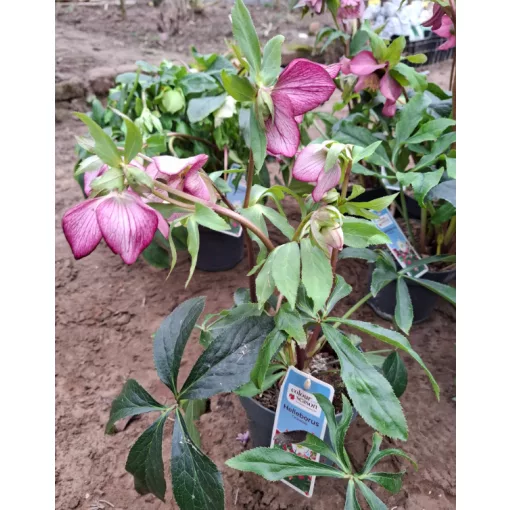 Helleborus orientalis - Hunyor 26/22