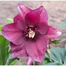 Helleborus orientalis - Hunyor 26/23