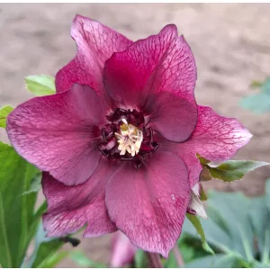 Helleborus orientalis - Hunyor 26/23