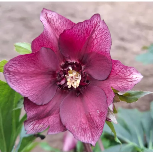 Helleborus orientalis - Hunyor 26/23