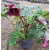Helleborus orientalis - Hunyor 26/23