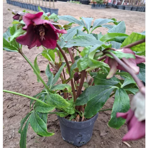 Helleborus orientalis - Hunyor 26/23