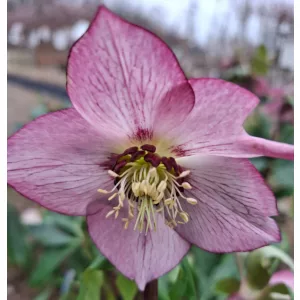 Helleborus orientalis - Hunyor 26/25