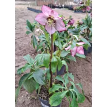 Helleborus orientalis - Hunyor 26/25
