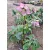 Helleborus orientalis - Hunyor 26/25