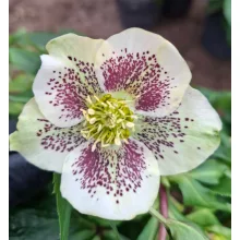 Helleborus orientalis - Hunyor 26/26