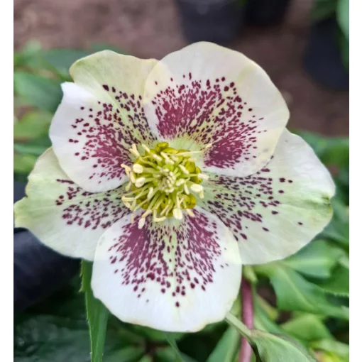 Helleborus orientalis - Hunyor 26/26