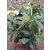 Helleborus orientalis - Hunyor 26/26