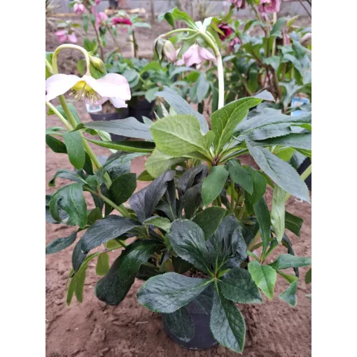 Helleborus orientalis - Hunyor 26/26