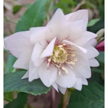 Helleborus orientalis - Hunyor 26/27