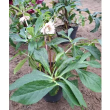 Helleborus orientalis - Hunyor 26/27