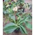 Helleborus orientalis - Hunyor 26/27