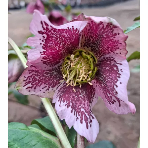 Helleborus orientalis - Hunyor 26/28