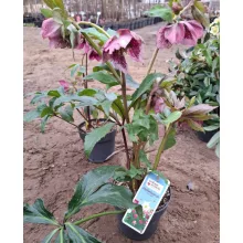 Helleborus orientalis - Hunyor 26/28