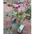 Helleborus orientalis - Hunyor 26/28