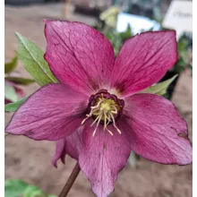 Helleborus orientalis - Hunyor 26/29