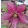 Helleborus orientalis - Hunyor 26/29