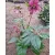 Helleborus orientalis - Hunyor 26/29