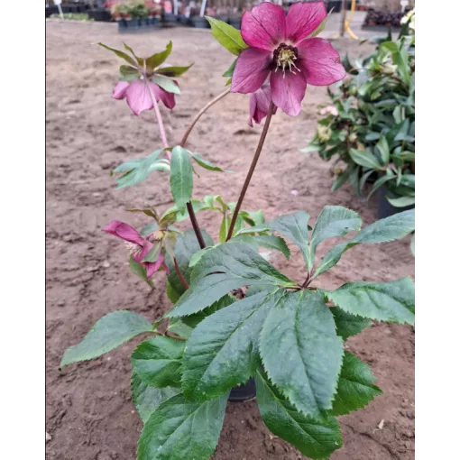Helleborus orientalis - Hunyor 26/29