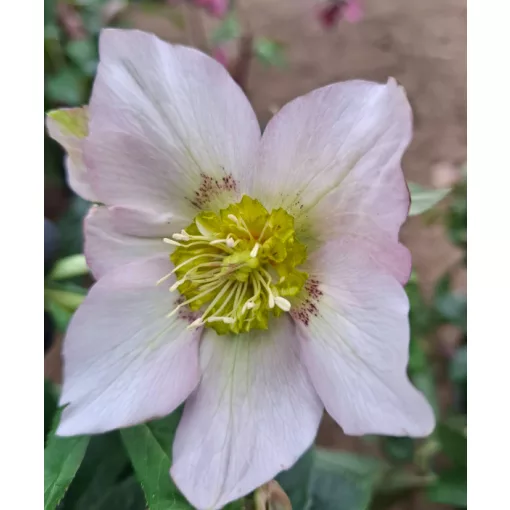 Helleborus orientalis - Hunyor 26/30