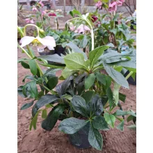 Helleborus orientalis - Hunyor 26/30