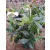 Helleborus orientalis - Hunyor 26/30