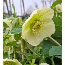 Helleborus VIV Clarissa - Hunyor