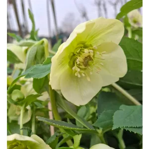 Helleborus VIV Clarissa - Hunyor