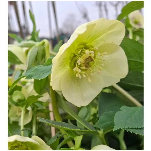 Helleborus VIV Clarissa - Hunyor