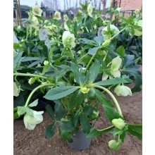 Helleborus VIV Clarissa - Hunyor