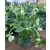 Helleborus VIV Clarissa - Hunyor