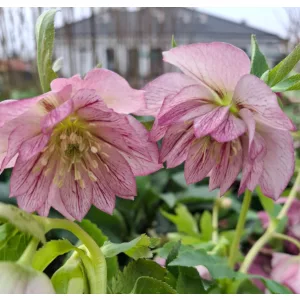 Helleborus VIV Alessia - Hunyor