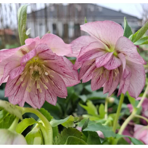 Helleborus VIV Alessia - Hunyor