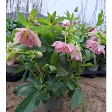 Helleborus VIV Alessia - Hunyor