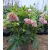 Helleborus VIV Alessia - Hunyor