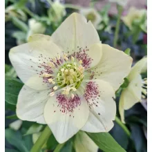 Helleborus VIV Maeva - Hunyor