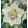 Helleborus VIV Maeva - Hunyor