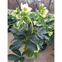 Helleborus VIV Maeva - Hunyor